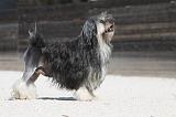 PETIT CHIEN LION 207
